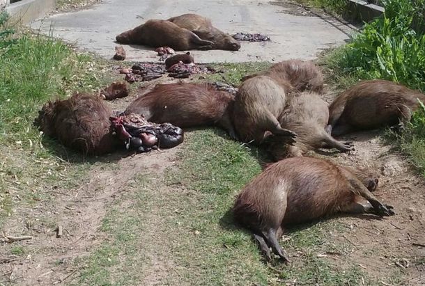 Gentileza de&nbsp;elcivismo.com.ar