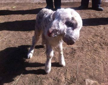 Nació un cordero con dos cabezas y cuatro ojos en China
