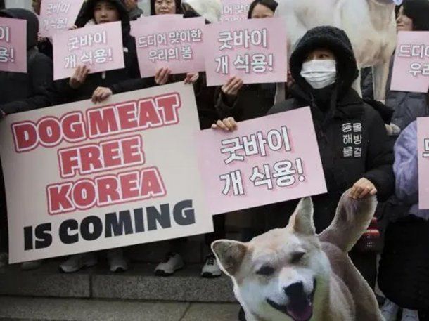 Se viene la Corea libre de carne de perro y Adiós comida de perros