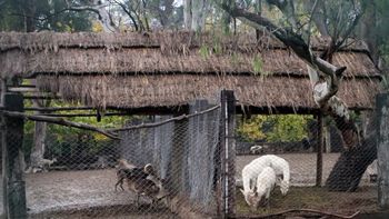 Gentileza: diario El Sol Gentileza: diario El Sol