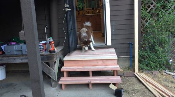 Su dueño construyó una escalera, pero a este perro le costó superar el trauma