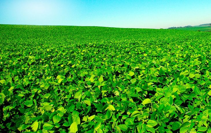 Estiman que productores tienen 4.500 millones de dólares para liquidar