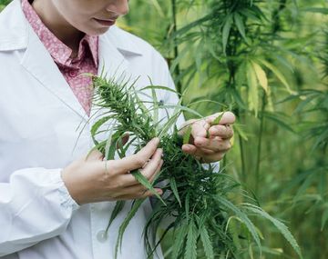 ¿Cuáles son los requisitos para la siembra y cultivo de marihuana en la Argentina?