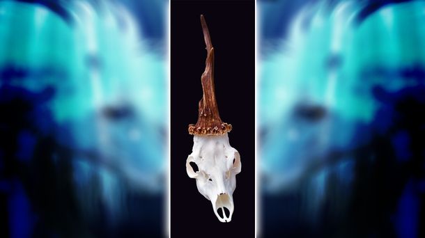 Hallazgo científico: encuentran el cráneo de un unicornio real