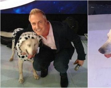 Pedido de Marley tras la muerte de su perro