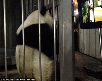 Incentivan el apareamiento de osos con películas porno