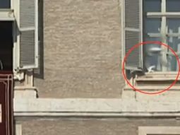 una gaviota hereje ataco a la paloma de la paz liberada por benedicto una gaviota hereje ataco a la paloma de la paz liberada por benedicto