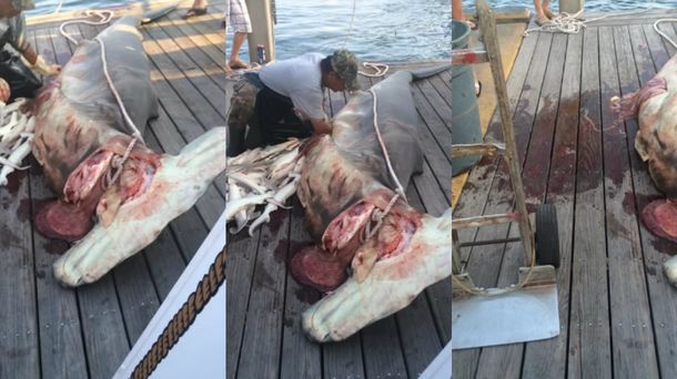 Horror: pescaron un tiburón martillo y al abrirlo encontraron 34 crías
