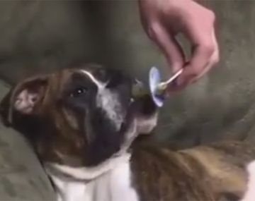 El bóxer que no duerme sin su chupete