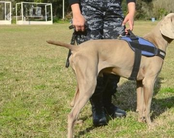 Bruno, el perro clave en la investigación del crimen de Anahí 