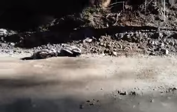 VIDEO: Intentaron fotografiar a zorrinos y terminaron corriendo para que no los atacaran