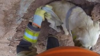 emotivo rescate de un perro que habia quedado atrapado en un precipicio emotivo rescate de un perro que habia quedado atrapado en un precipicio