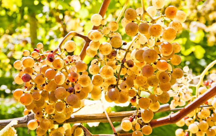 ¿La nueva delicia mendocina de exportación?