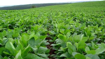 la soja vuelve a subir con fuerza y se pago a us$644 por tonelada la soja vuelve a subir con fuerza y se pago a us$644 por tonelada