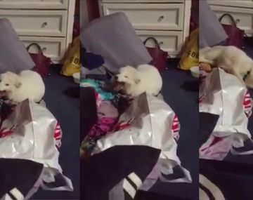 Zorro se ríe a la par de sus dueños y derrite la web