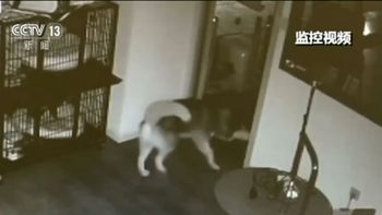 Un perro se escapa de su celda en la perrera Un perro se escapa de su celda en la perrera