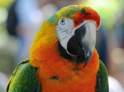 Un loro le contó a su dueña que su esposo le era infiel en Kuwait. Un loro le contó a su dueña que su esposo le era infiel en Kuwait.