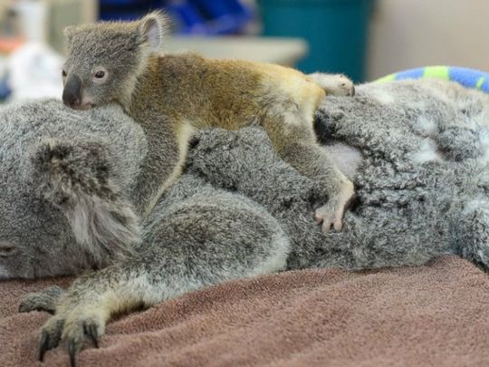 Koala Bebe Abraza A Su Mama Mientras La Operan De Emergencia