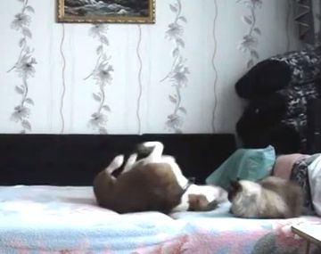 Una cámara oculta revela qué hacen los perros cuando sus amos los dejan en la casa