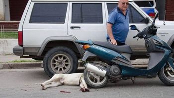 arrastro al perro hasta dejarlo moribundo arrastro al perro hasta dejarlo moribundo