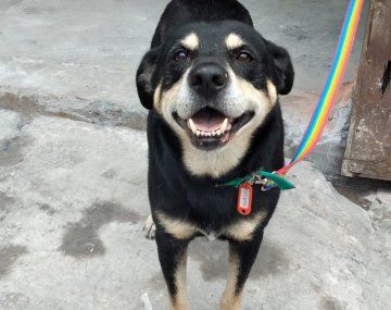 Su dueño murió y el perro lo fue a buscar a la funeraria