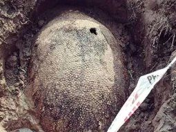 Increíble: encuentran en Mar del Plata fósiles de un gliptodonte del tamaño de un Fiat 600