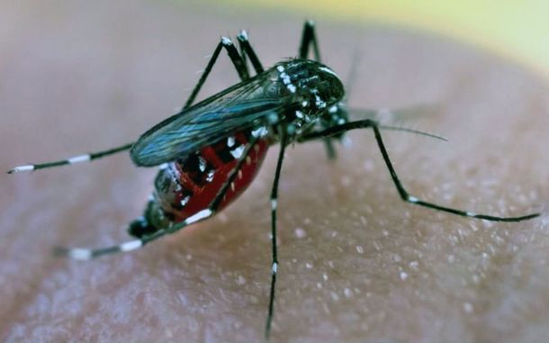 Europa: la OMS advierte sobre el aumento del dengue por el calor extremo y las lluvias