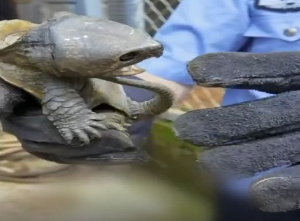 Viral: una tortuga con cola de cocodrilo y pico de águila
