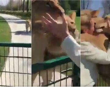 El video de la mujer que crió a dos leonas y las fue a visitar siete años después era mentira