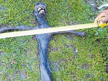 El cuerpo del alien es, en realidad, un mandril momificado