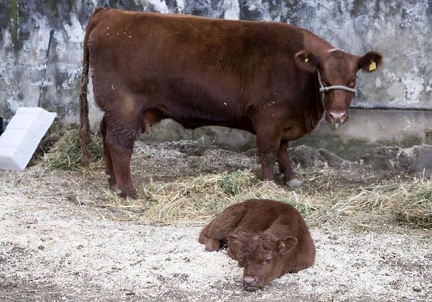 Efecto Mascherano: al primer ternero que nació en la Rural le pusieron el nombre del jugador