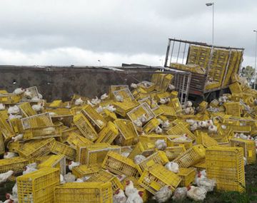 No hubo pérdidas materiales ni heridos, pero algunos pollos se dieron a la fuga