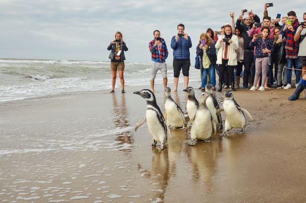 Los pingüinos de Magallanes fueron liberados tras varios meses de terapia