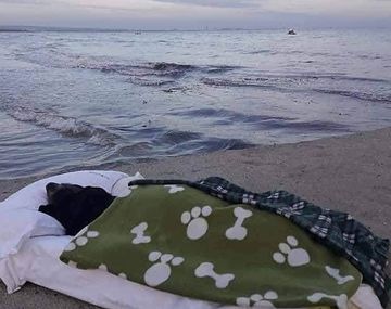 Llevó a su perrita a ver el mar por última vez y conmovió