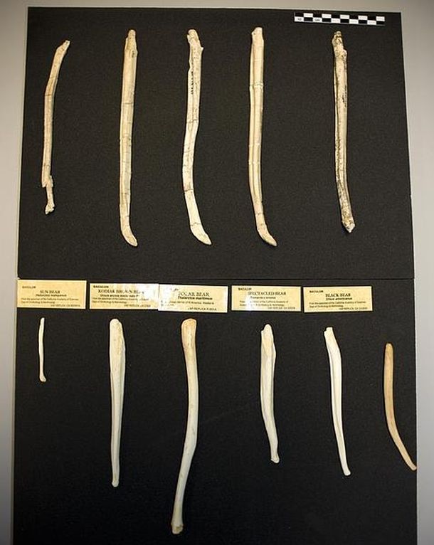 Encuentran el hueso de pene de oso más grande del mundo