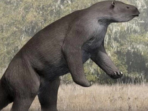 Encontraron restos de un perezoso americano en Mar Chiquita