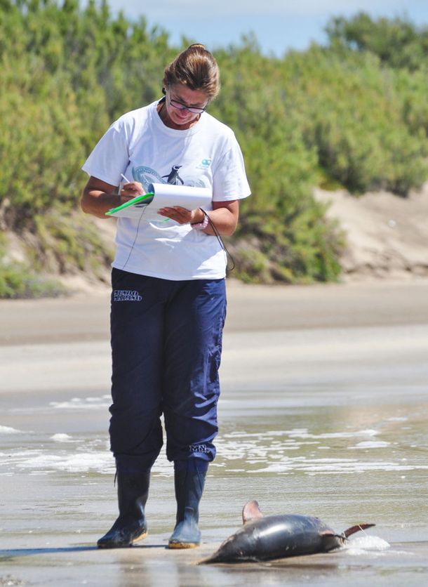 Conmoción por la aparición de 14 delfines muertos en las playas del Partido de la Costa