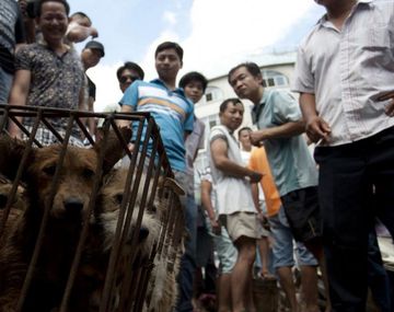 China celebra el festival de carne de perro en plena pandemia