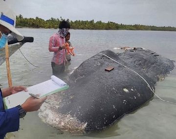 Encontraron 6 kilos de plástico en el estómago de una ballena