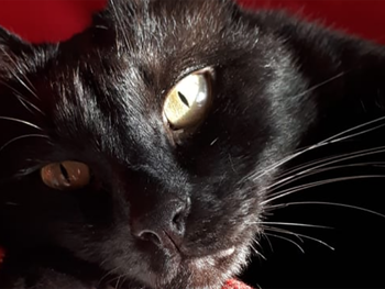 Su gato agonizaba y lo salvaron con aceite de cannabis: Ya lo estábamos velando
