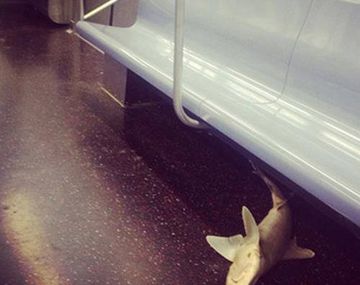 Apareció un tiburón en un subterráneo de Nueva York