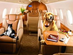 Avion-mascotas
