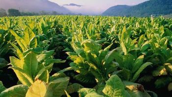 la planta de tabaco podria ser la clave para combatir las celulas cancerigenas la planta de tabaco podria ser la clave para combatir las celulas cancerigenas
