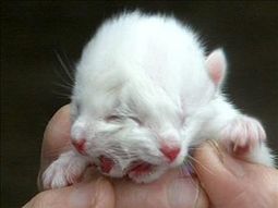 Gato dos cabezas