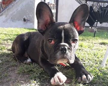 Maltrato animal: el perro se escondió debajo de un sillón y lo siguió agrediendo