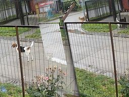 video: la reaccion de un grupo de perros ante el sismo en chile video: la reaccion de un grupo de perros ante el sismo en chile