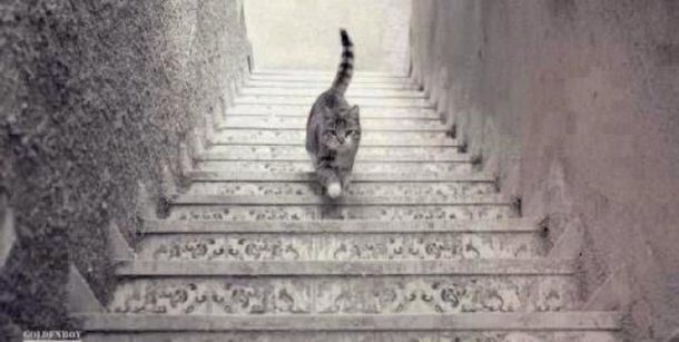 Una duda existencial inunda las redes sociales: ¿el gato sube o baja?