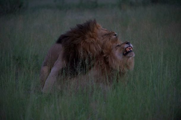 Secreto en la sabana: encontraron a dos leones en pleno acto sexual