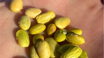 Las exportaciones de soja de Uruguay cayeron un 67% interanual en abril. Las exportaciones de soja de Uruguay cayeron un 67% interanual en abril.