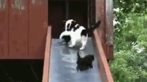 El estrés de una gata para salvar a sus crías de la caída desde un tobogán